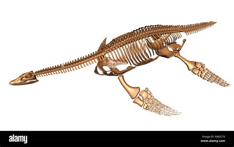 Plesiosaur fossil hi-res stock photography and images - Alamy