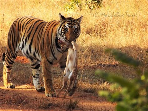 Bandhavgarh National Park | Spotting Spotty in Madhya Pradesh India