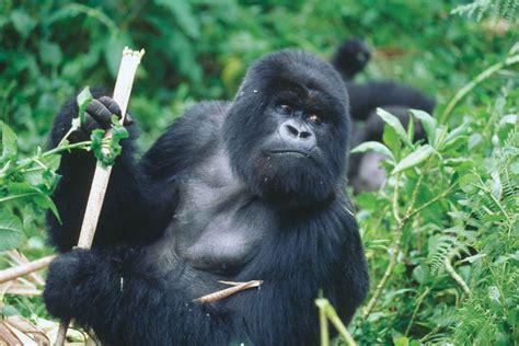 Cross River Gorilla - A Critically Endangered Species - HubPages