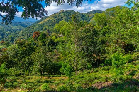 Tea Plantations Around Ella in Sri Lanka Stock Photo - Image of asia ...