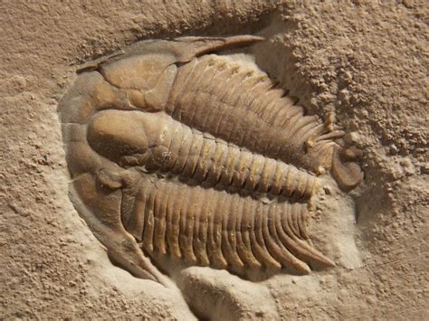 Ancient Trilobites Fossils | Fossil World