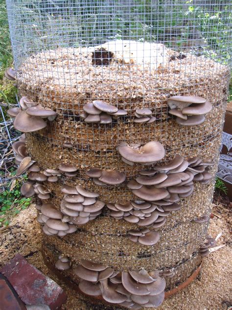 The 30 Best Ideas for Growing Oyster Mushrooms Indoors - Best Recipes ...