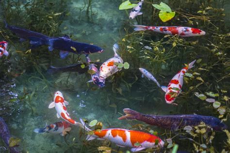 Koi Fish: The History and Their Meaning in Japan | Japan Wonder Travel Blog