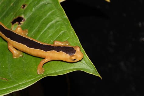 This Incredibly Rare Salamander Species Was Just Found For The First Time in 42 Years : ScienceAlert