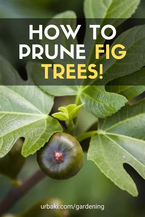 How to Prune Fig Trees! | Fig tree, Indoor fig trees, Growing fig trees