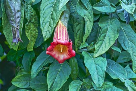 Trumpet Flower stock image. Image of garden, plant, lush - 14958399