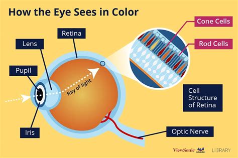 What is Color Blindness and How Does Technology Help? - ViewSonic Library