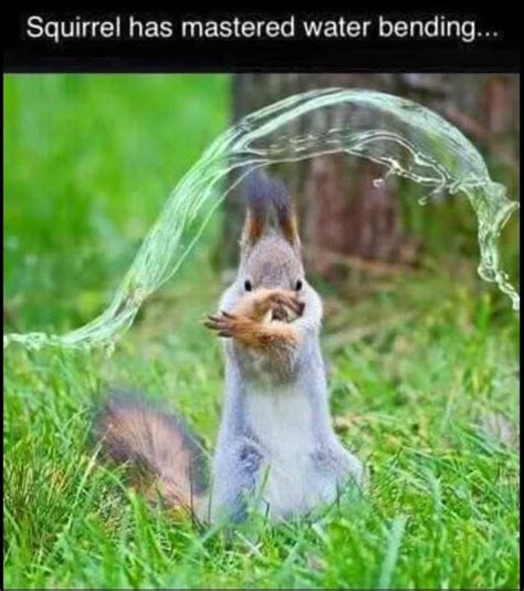 Funny Animal Pictures Of The Day – 24 Pics Funny Animal Quotes, Animal Jokes, Funny Animal ...