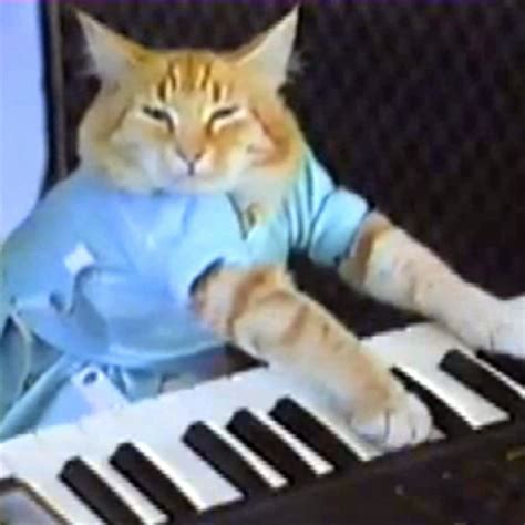 Keyboard Cat: Video Gallery | Know Your Meme