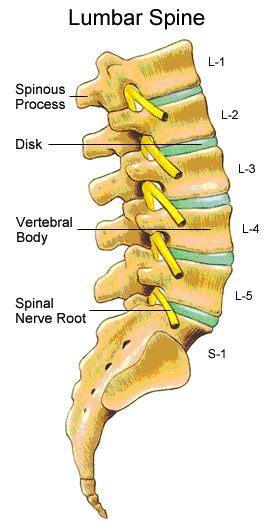 5 lumbar spines project forwards into the abdominal cavity as the ...