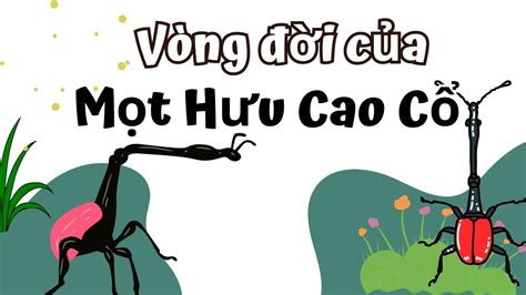 Vòng Đời Của Mọt Hưu Cao Cổ Bao Nhiêu Ngày? Giraffe weevil life cycle - YouTube