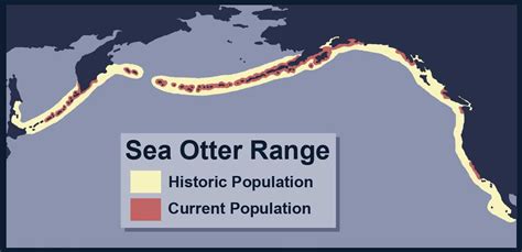 The Natural World: Otters of the Americas