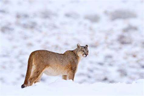 Mountain Lion. Puma, Nature Winter Habitat with Snow, Torres Del Paine ...