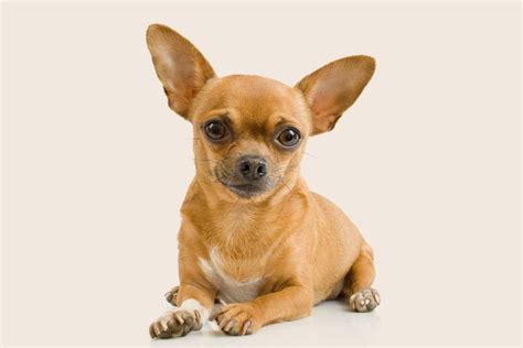 Are Chihuahuas Good Guard Dogs