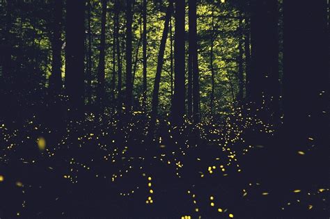 The Mystery of Synchronous Fireflies | Amusing Planet