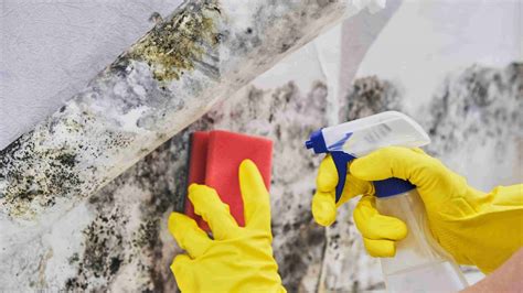 How Do You Remove Mold? | Mold Remediation San Diego 🥇