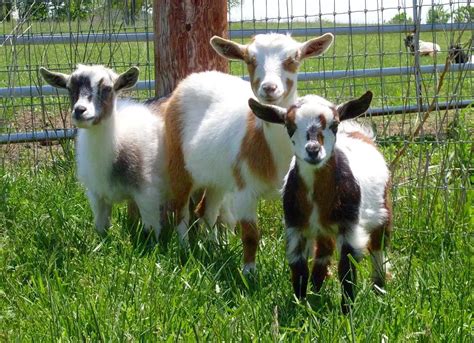 Raising Nigerian Dwarf Goats (2021): Ultimate Guide for Beginners