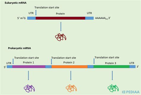 Difference Between Monocistronic and Polycistronic mRNA - Pediaa.Com