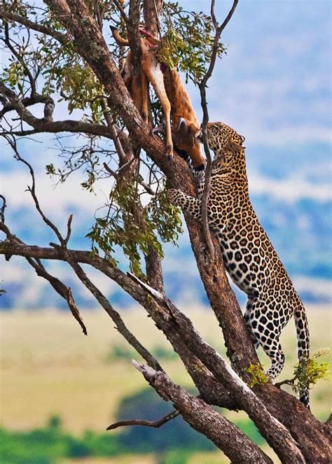 33 African Leopard Facts (Panthera pardus pardus) | Storyteller Travel