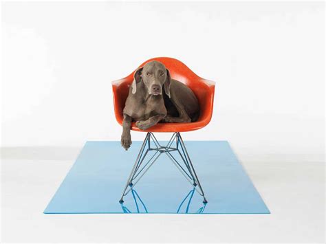 William Wegman Art - 48 For Sale at 1stdibs