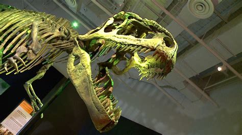 Rarely seen dinosaurs come to the Canadian Museum of Nature | CTV News