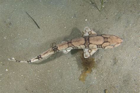 Chain catshark - Alchetron, The Free Social Encyclopedia