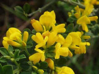 French Broom | Genista monspessulana near the head of Rodeo … | Flickr