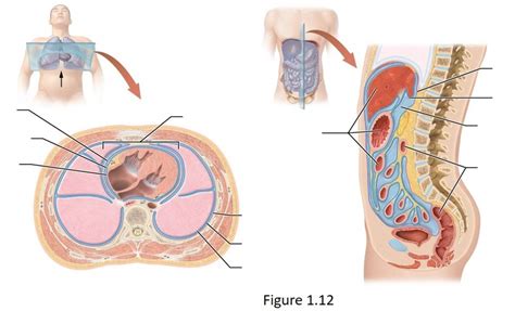 The serous membranes of the ventral body cavities Diagram | Quizlet