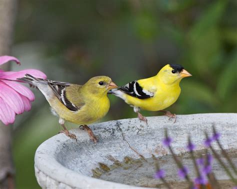 American Goldfinch Facts, Habitat, Diet, Life Cycle, Pictures