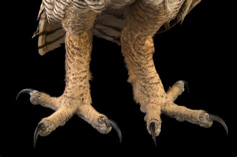 Great Horned Owl Talons