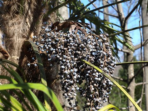 Sabal palmetto fruit klr | Clemson Extension Home & Garden Information ...