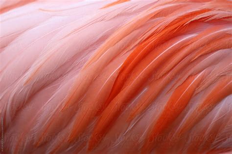 "Close Up Of Vibrant Pink Flamingo Feathers" by Stocksy Contributor "ALICIA BOCK" - Stocksy