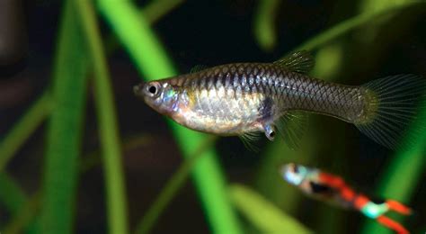 Best Information About Guppy Genetics ( Basic Tips & Guide )