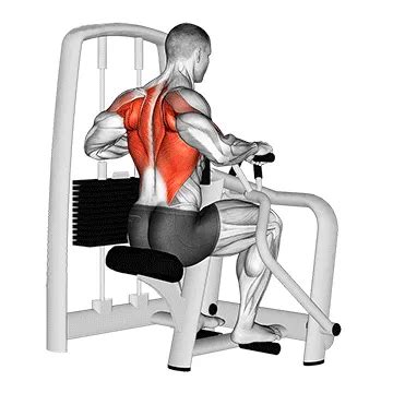 Hammer Strength Row : Unlocking the Power of Your Back Muscles