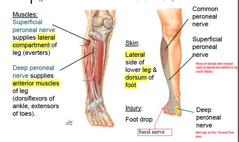 Image result for muscles innervated by deep peroneal nerve | Medical ...