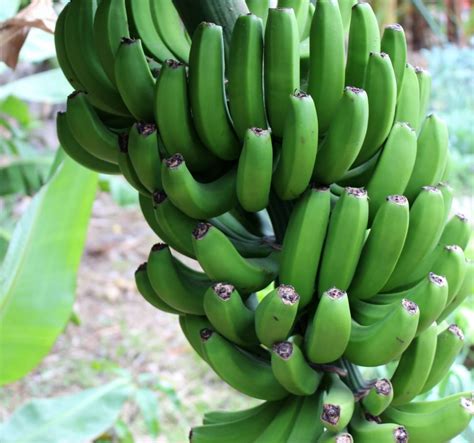 green banana bundle free image | Peakpx