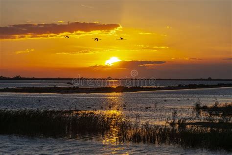 National Park Camargue, Provence, France Stock Photo - Image of nature ...