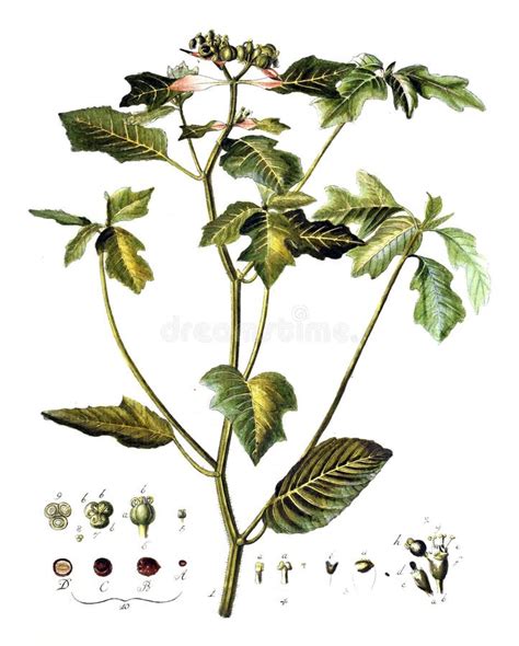 Illustrations of plant. stock illustration. Illustration of botany - 113638177