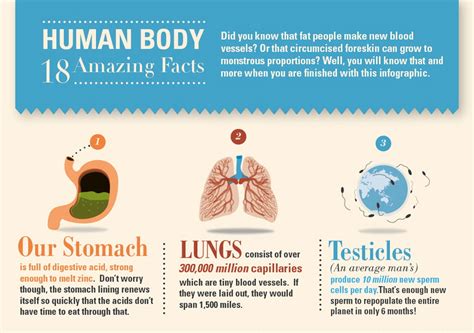 18 Amazing Facts About The Human Body [Infographic] - Infographics - Fribly