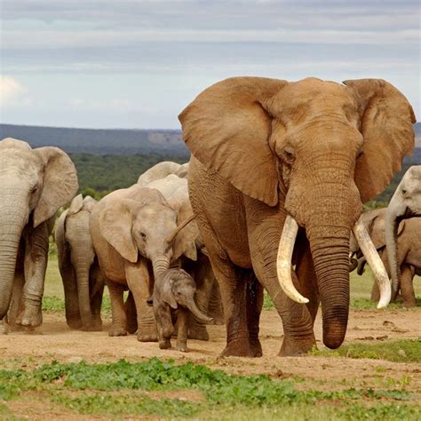 An elephant herd, led by a Magnificent 'Tusker' bull at a waterhole in ...