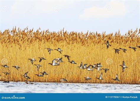 Migration of Ducks in the Spring, Birds Fly Over Water Stock Image ...