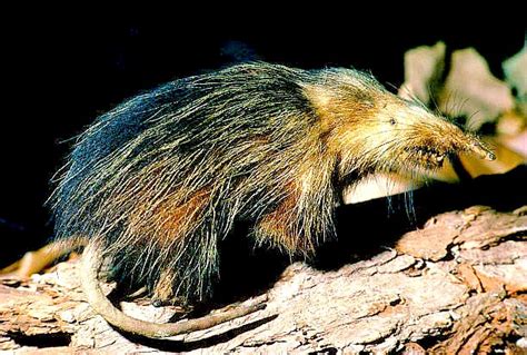 Cuban solenodon (Solenodon cubanus); Image ONLY