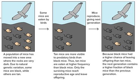 Unit 2-3: Mechanisms of Evolution and Natural Selection – The Biology Classroom