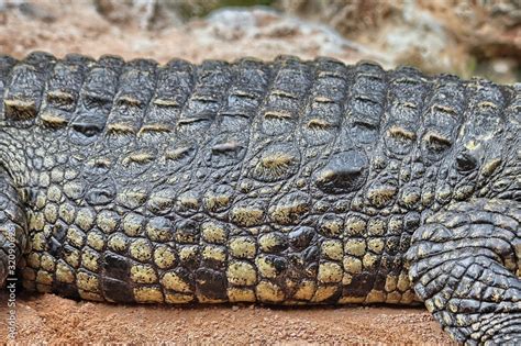 Detail of the skin of a Nile crocodile (Crocodylus niloticus) Stock ...