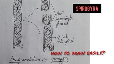 Fragmentation In Spirogyra Diagram