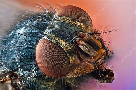 Blue bottle fly - Stock Image - C035/7298 - Science Photo Library