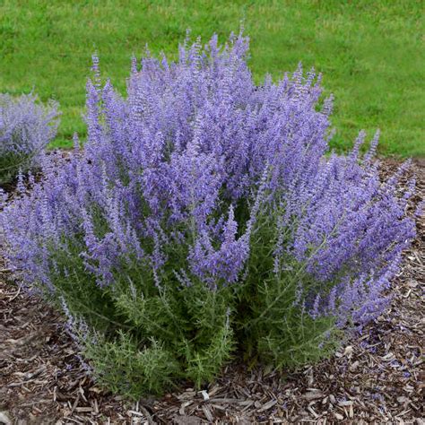 Perovskia atriplicifolia (Russian Sage) The ideal plant for hot, dry climates! Russian Sage is ...