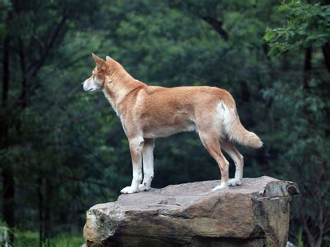 Dingo australiano: ¡conoce a esta increíble especie!