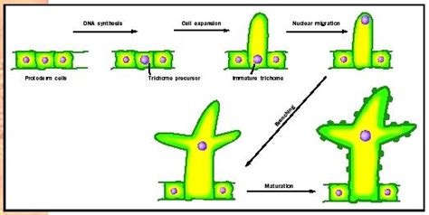 Cell Differentiation Examples