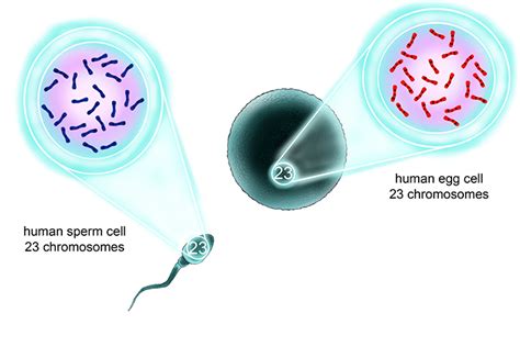 84 Cool How Many Chromosomes Do Haploid Cells Contain - insectza